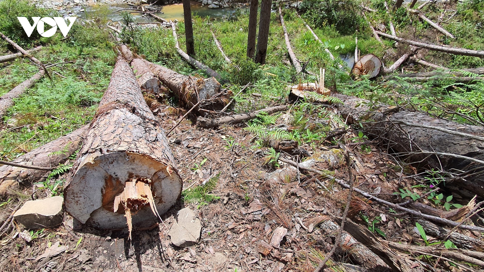 Lâm Đồng kiên quyết thu hồi những dự án để mất rừng
